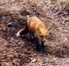 Filename=Fox_small.jpg
Filesize=4KiB
Dimensions=100x96
Date added=Oct 22, 2014 Fox_small.jpg
